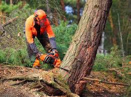 Best Hedge Trimming  in Oak Park, IL